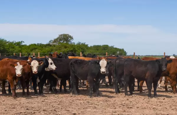 Grupo Surmax lanz su plataforma de inversiones agroganaderas: qu retorno ofrece