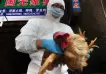 Cuál es el riesgo de contagio de gripe aviar H3N8, detectada por primera vez en humanos en China