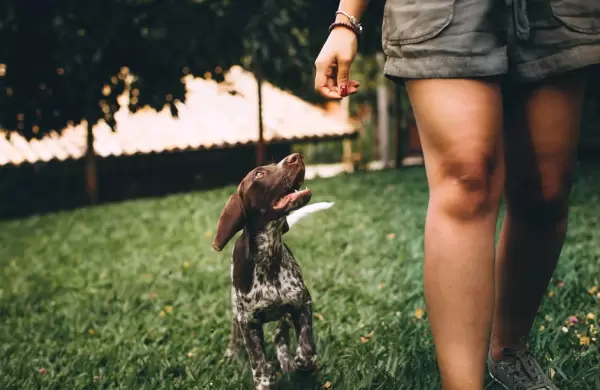 Tiendanube lanza la primera plataforma argentina para adoptar animales