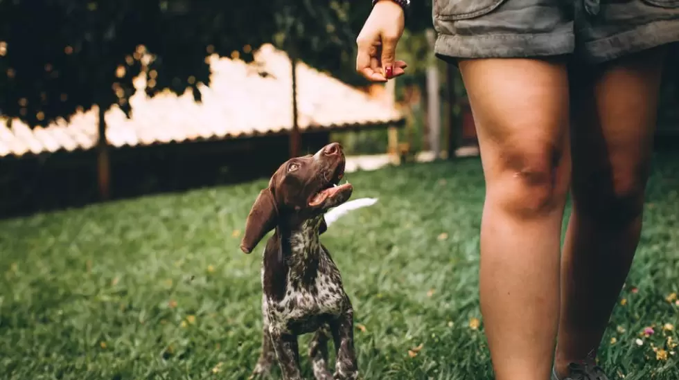 Foto De Perro Y Persona Caminando Sobre Pasto