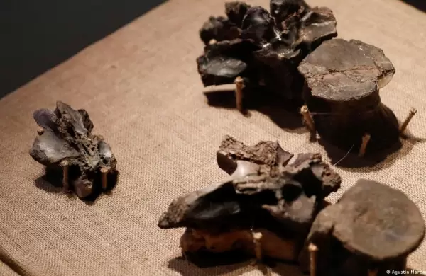 Hallan en la patagonia argentina restos del dinosaurio megaraptor ms grande conocido hasta ahora