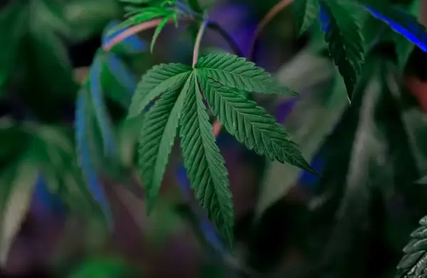 Cmo los turistas pueden aprovechar al mximo el 'boom' del turismo del cannabis