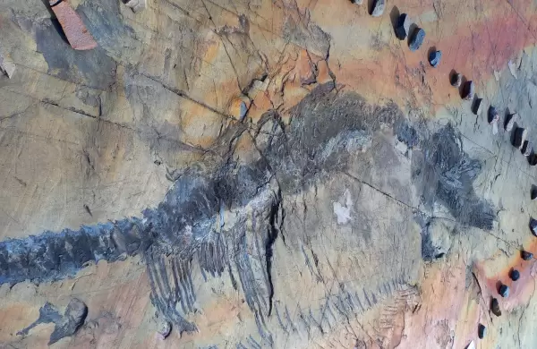 Así era Fiona, la primera ictiosauria completa descubierta en un glaciar en Chile