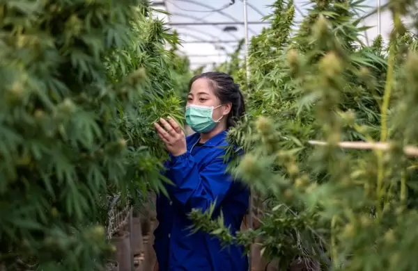Este país trabaja en el "metaverso de cannabis" y regalará plantas de marihuana en todos los hogares