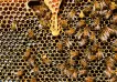Sector apícola en alza: miel argentina, al mundo
