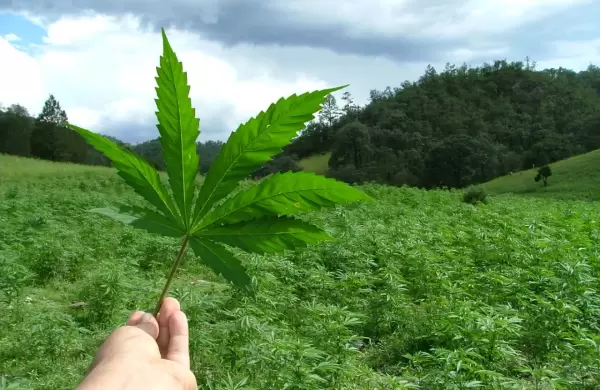 Turismo de cannabis: cmo es este negocio millonario an sin explotar