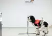 Un estudio asegura que los perros son más eficientes para luchar contra el Covid que algunas pruebas
