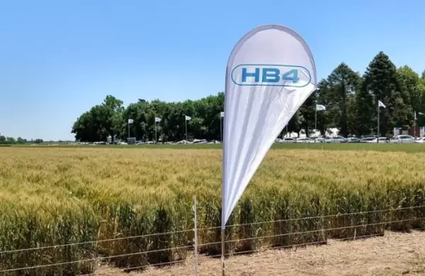 Las acciones de Bioceres saltan un 10% por la aprobación del trigo resistente a la sequía en Estados Unidos