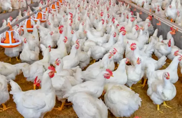 El Senasa confirmó primer caso de Influenza aviar en aves de corral y suspende las exportaciones