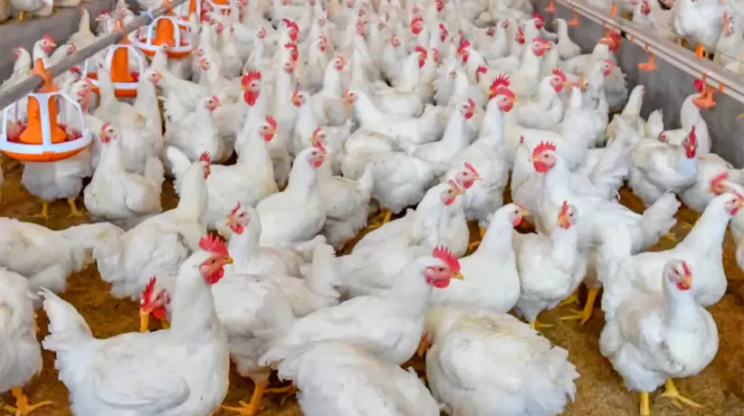 Uso del cannabis en la alimentación de pollos