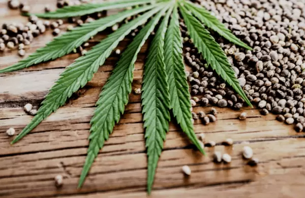 Industria del cannabis en la Argentina: habilitan la comercializacin de semillas