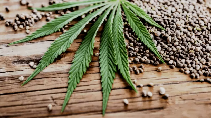 La compra y venta de semillas de cannabis es legal en la Argentina