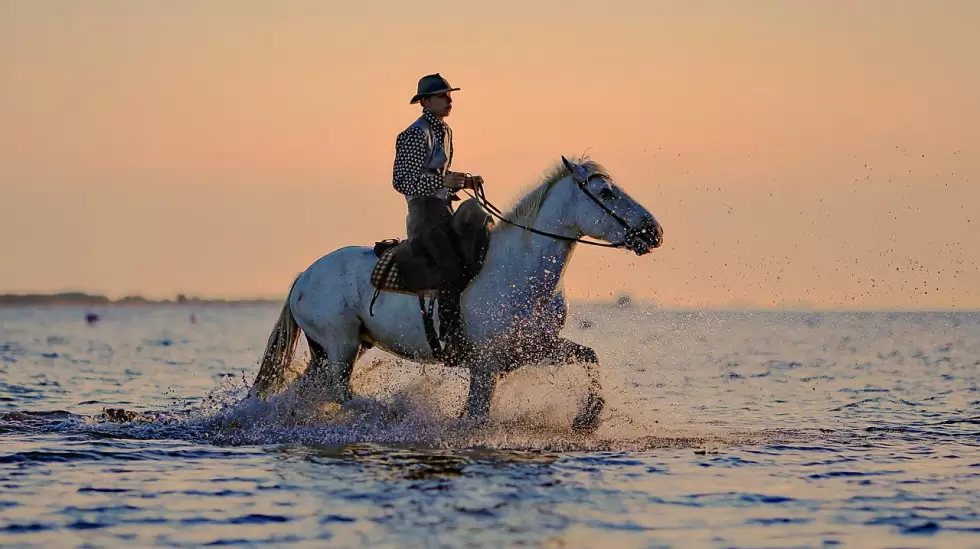 jinete, caballo, caballos