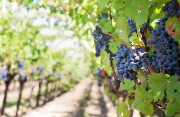 Con una inversión de $ 44 millones, impulsan un programa de certificación en sostenibilidad para bodegas pymes