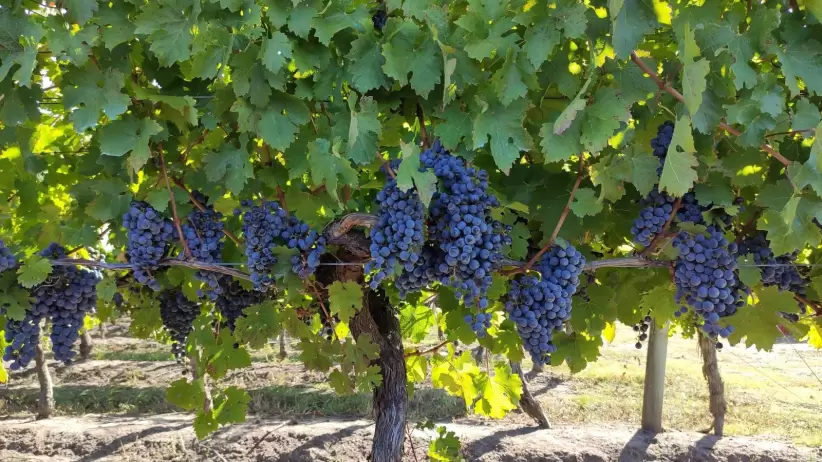 vino estab vicca coop uvas