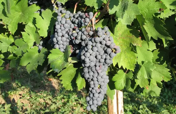 Semana Nacional del Bonarda: los secretos de la variedad que acompaa, pero quiere competir con el Malbec