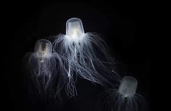 La medusa "inmortal", la clave para avanzar en la lucha contra el cáncer