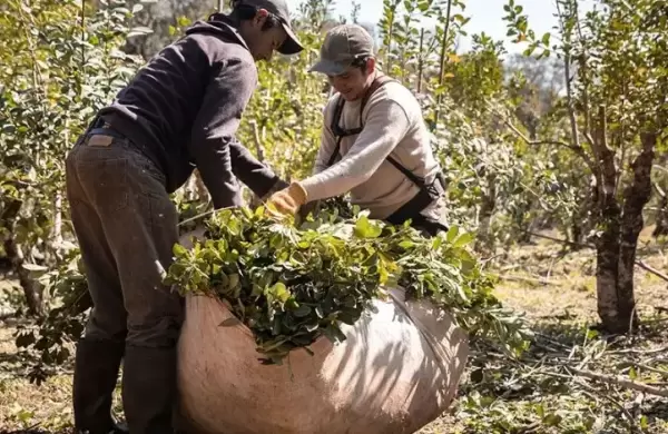 Cómo ayudar con una compra a más de 2.000 productores del Gran Chaco y la Selva Misionera
