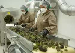 As es la primera empresa autorizada para producir cannabis medicinal en la Argentina