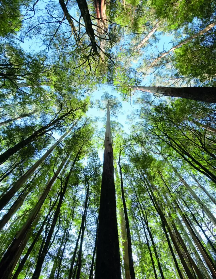Forestacin, en Uruguay queda por forestar el 75% del rea apta para la industria forestal disponible..