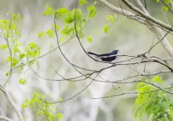 El llamado de la selva