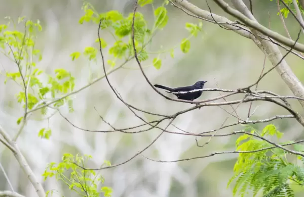El llamado de la selva