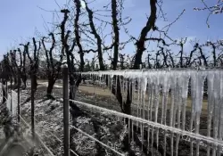 Desastre vitivincola en Mendoza, San Juan, Ro Negro, Neuqun, Catamarca y Tucumn