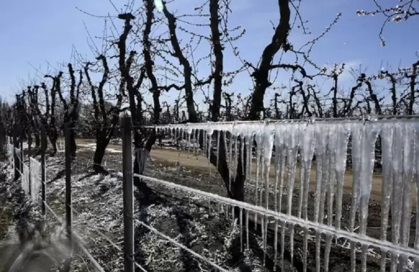 Desastre vitivinícola en Mendoza, San Juan, Río Negro, Neuquén, Catamarca y Tucumán
