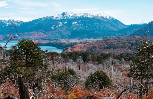 Cmo es la accin de Familia Schroeder para reforestar los bosques nativos patagnicos