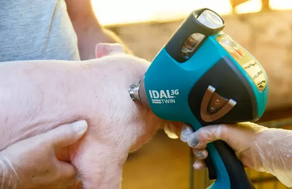 Vacunación sin aguja: Cómo es el innovador sistema desarrollado por una empresa argentina para la industria porcina