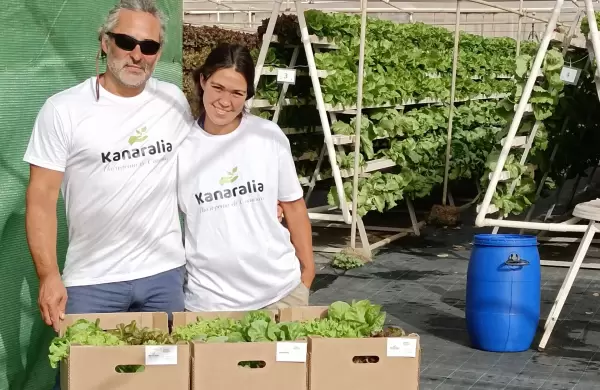 "Ensaladas premium": Los secretos de la hidroponia y cómo emprender para ser productivo, según los especialstas