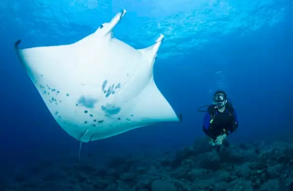 Nadar con mantarrayas en Hawai: cómo es la experiencia extrema del turismo aventura