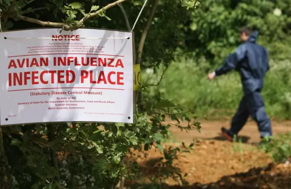 Gripe aviar H5N1, el regreso: Por qué preocupa a los expertos, cuáles son los síntomas y cómo mantenerse a salvo