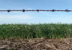 En el arranque del ao, los precios de los agroalimentos se incrementaron 3,5 veces desde el campo a la gndola