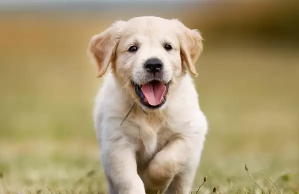 Cómo es el dispositivo que llega a la Argentina para recuperar mascotas en caso de extravío y dónde conseguirlo