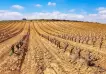 Cambio climático: la Argentina espera una de las cosechas vitivinícolas más pobres en más de 50 años