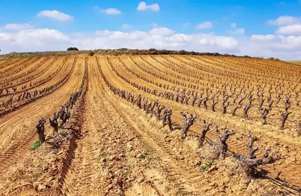 Cambio climático: la Argentina espera una de las cosechas vitivinícolas más pobres en más de 50 años