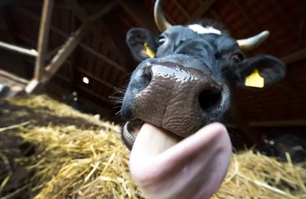Qu es la enfermedad de la vaca loca que atormenta a Brasil y despierta preocupacin