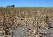 Informe de la Bolsa de Comercio de Rosario da por finalizada la "peor sequía de los últimos 60 años"