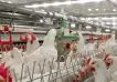 Sacrificarán 400.000 gallinas por gripe aviar en Gaiman