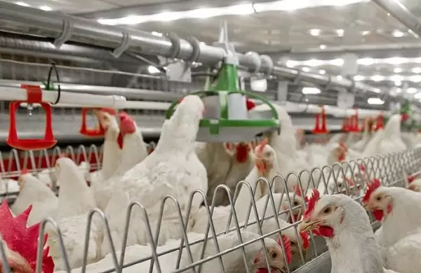 Sacrificarán 400.000 gallinas por gripe aviar en Gaiman