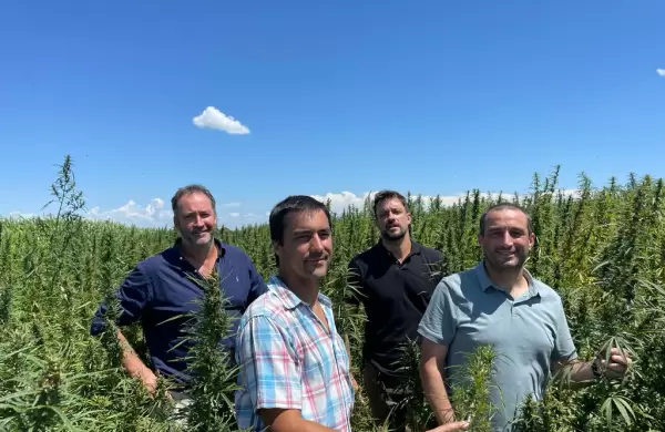 Renace el cáñamo en Argentina y las empresas buscan insertarse en una industria que alcanzaría los US$ 18.000 millones globales