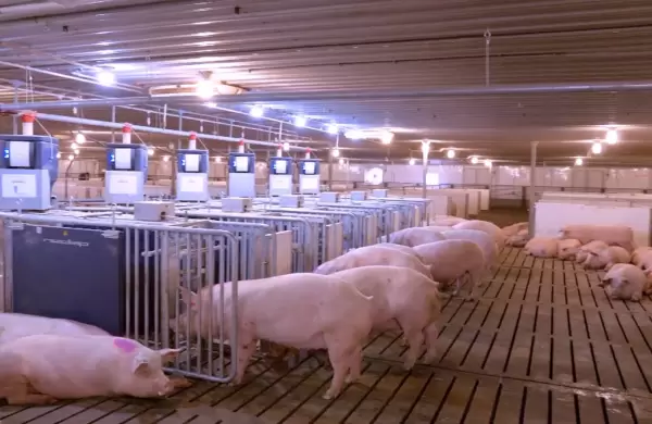 La alerta del sector porcino por los beneficios a las importaciones desde Brasil