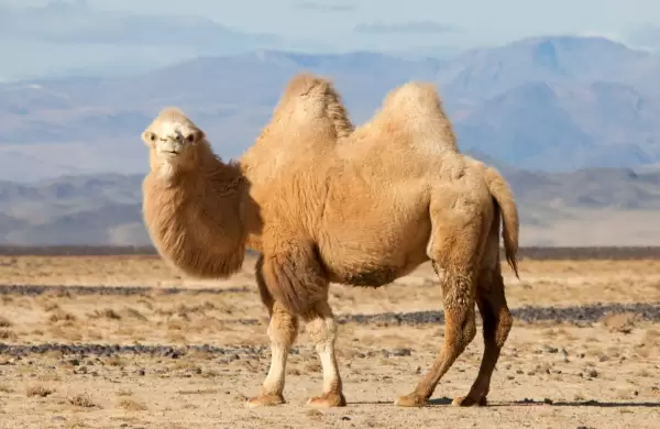 Los emprendedores se bajan de los Unicornios y luchan por ser "empresas camello"