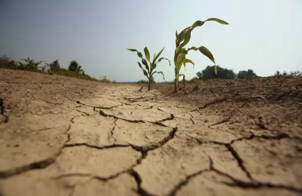 La producción de trigo cae 35% y se obtienen los menores rindes en 12 años