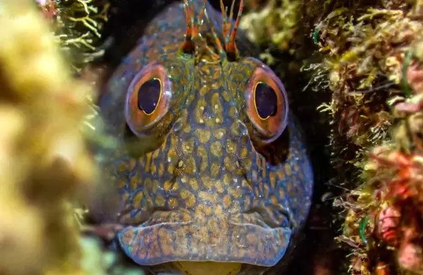 Las mejores y "más aterradoras" fotos submarinas que fueron premiadas mundialmente