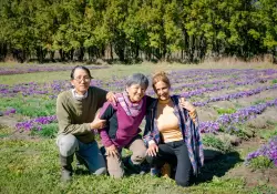 Azafrn patagnico: crece la produccin de la mano de emprendedores