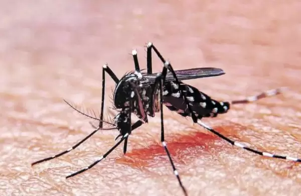 Alerta por el dengue: cuáles son los síntomas para poder detectarlo a tiempo
