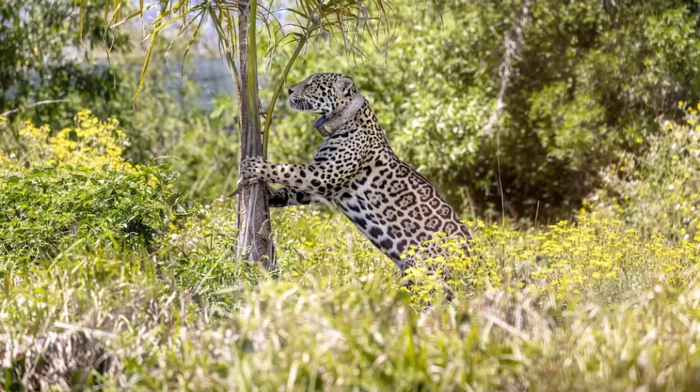 Rolex Rewilding Argentina