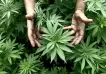 Así es la última decisión del Ministerio de Salud respecto al cultivo de cannabis para uso personal